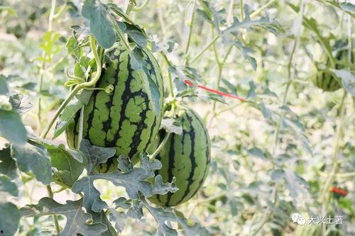 成县吃瓜网红是谁,揭秘网络红人的崛起之路