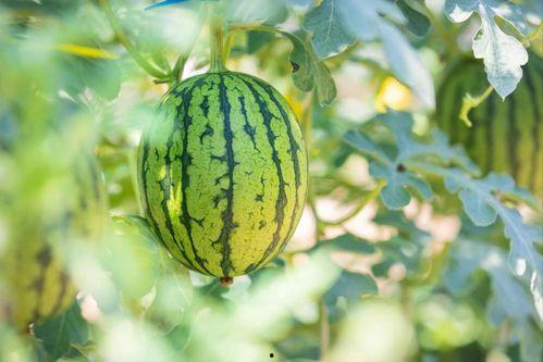 云南免费吃瓜的地方,免费品尝的乐园之旅