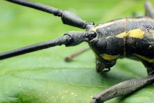 天牛哥最新爆料视频大全,揭秘热点事件背后的真相